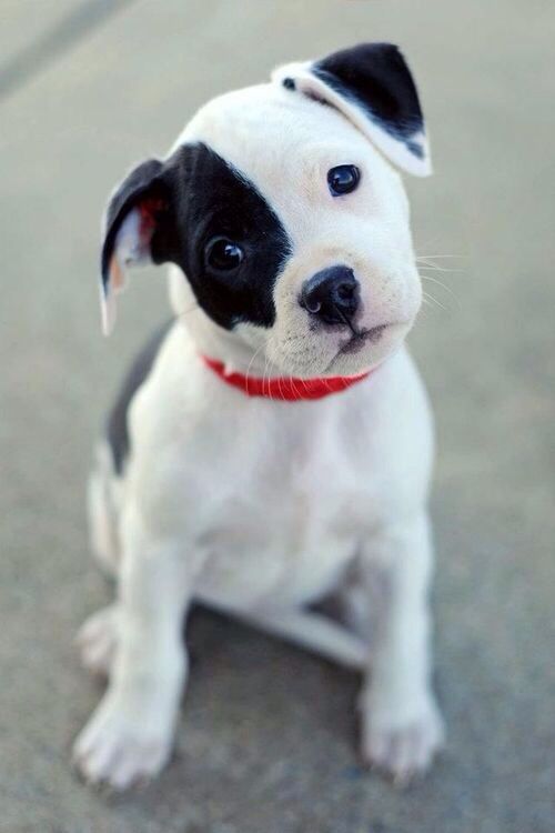 White & Black Puppy With Black Eyes | Puppies, Cute Puppies, Cute Dogs