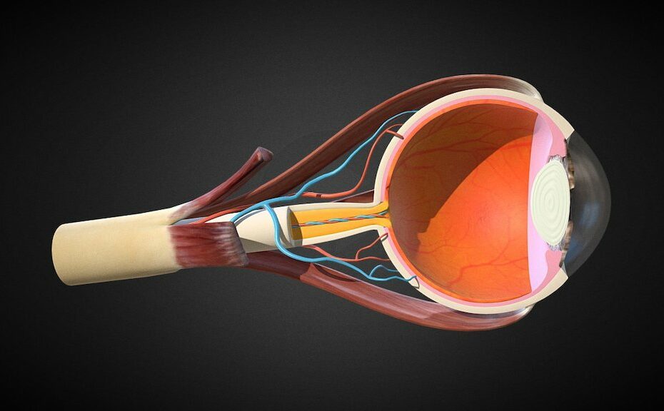Eye Anatomy - 3D Model By Motioncow (@Motioncow) [5Dac474]