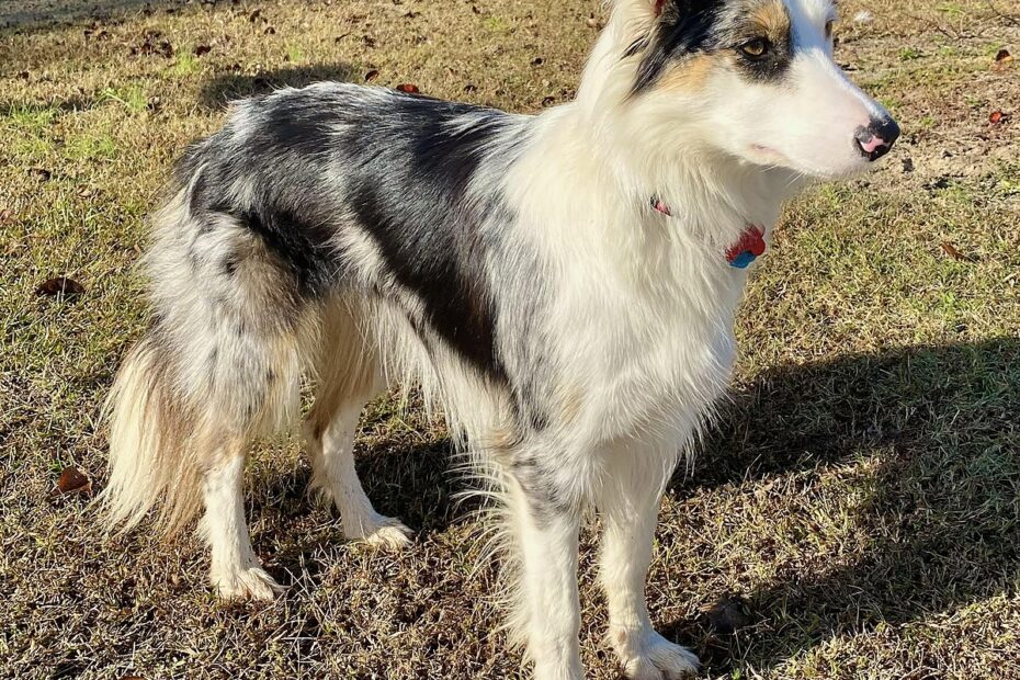 Ee Red Border Collie: Giới Thiệu Về Giống Chó Thông Minh Và Đáng Yêu