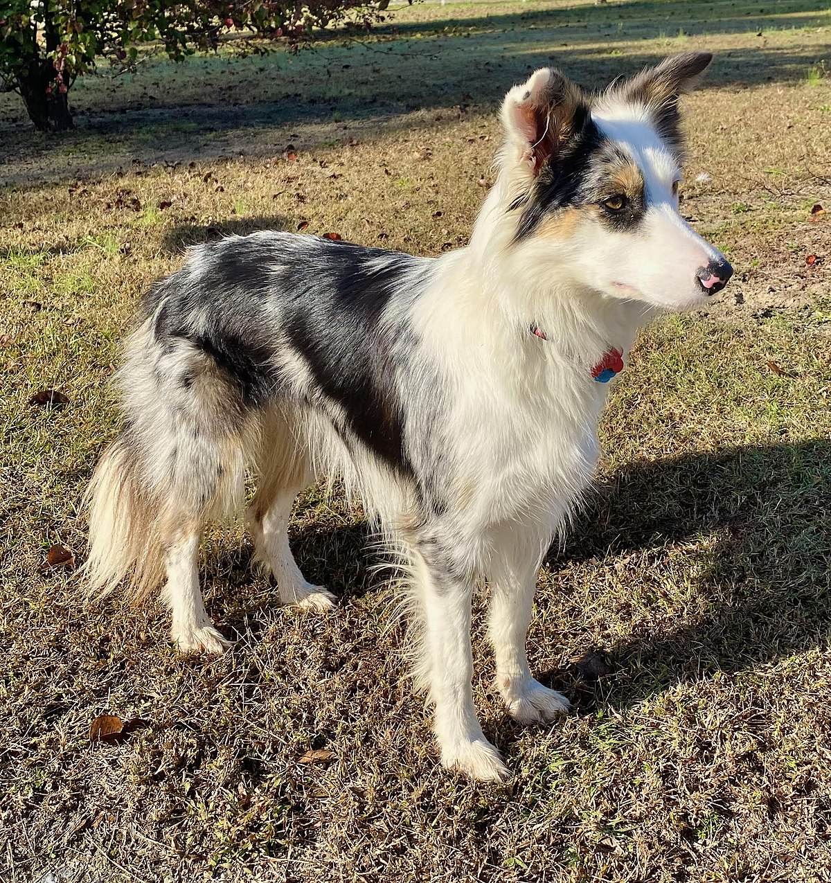 Border Collie - Wikipedia