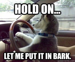 Dog Driving Car Meme: Khi Chó Lái Xe Gây Sốt