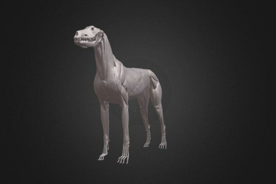 Dog Anatomy - 3D Model By Zorrenhimself (@Zorrenhimself) [A79B90C]