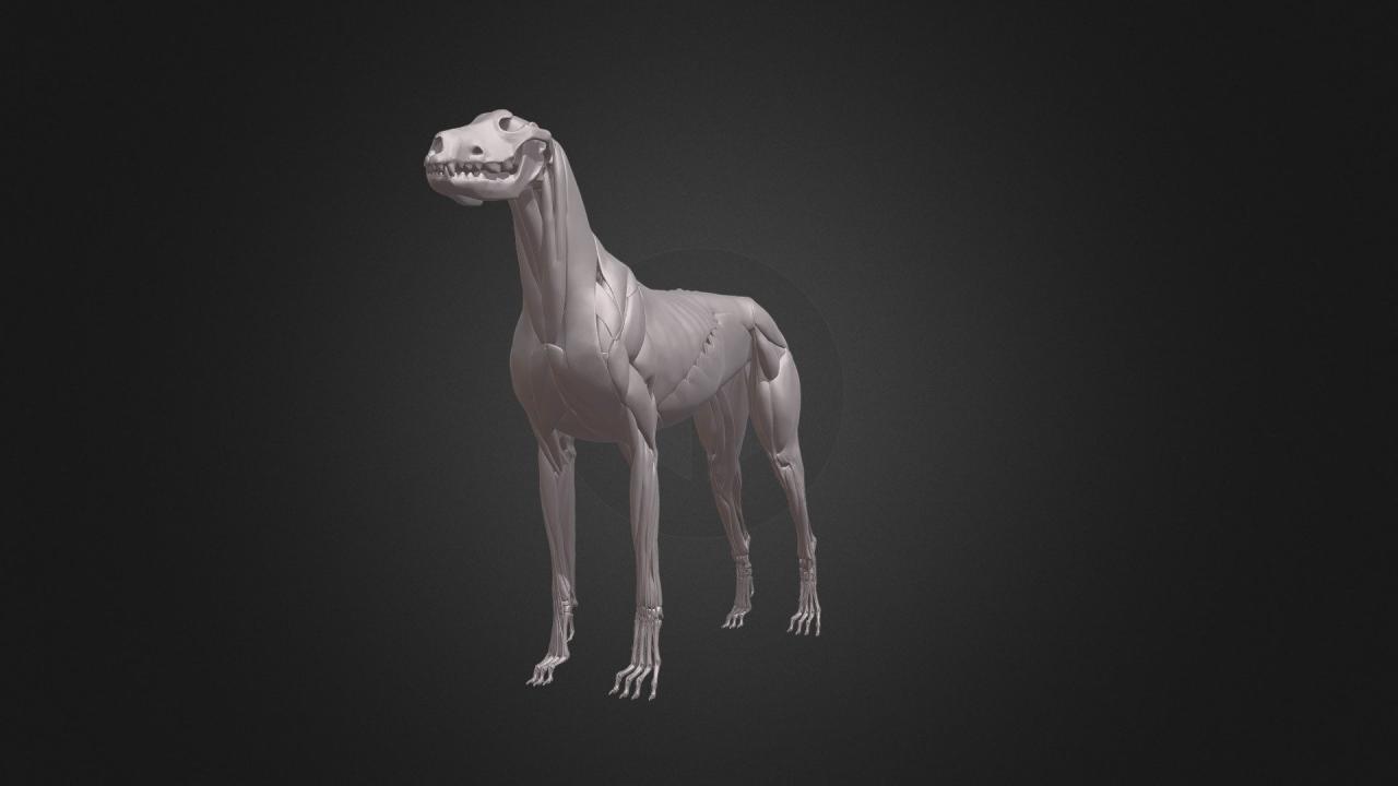 Dog Anatomy - 3D Model By Zorrenhimself (@Zorrenhimself) [A79B90C]