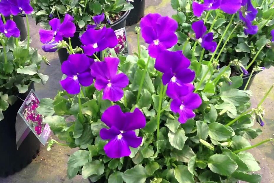 Viola Purple Showers? Update New