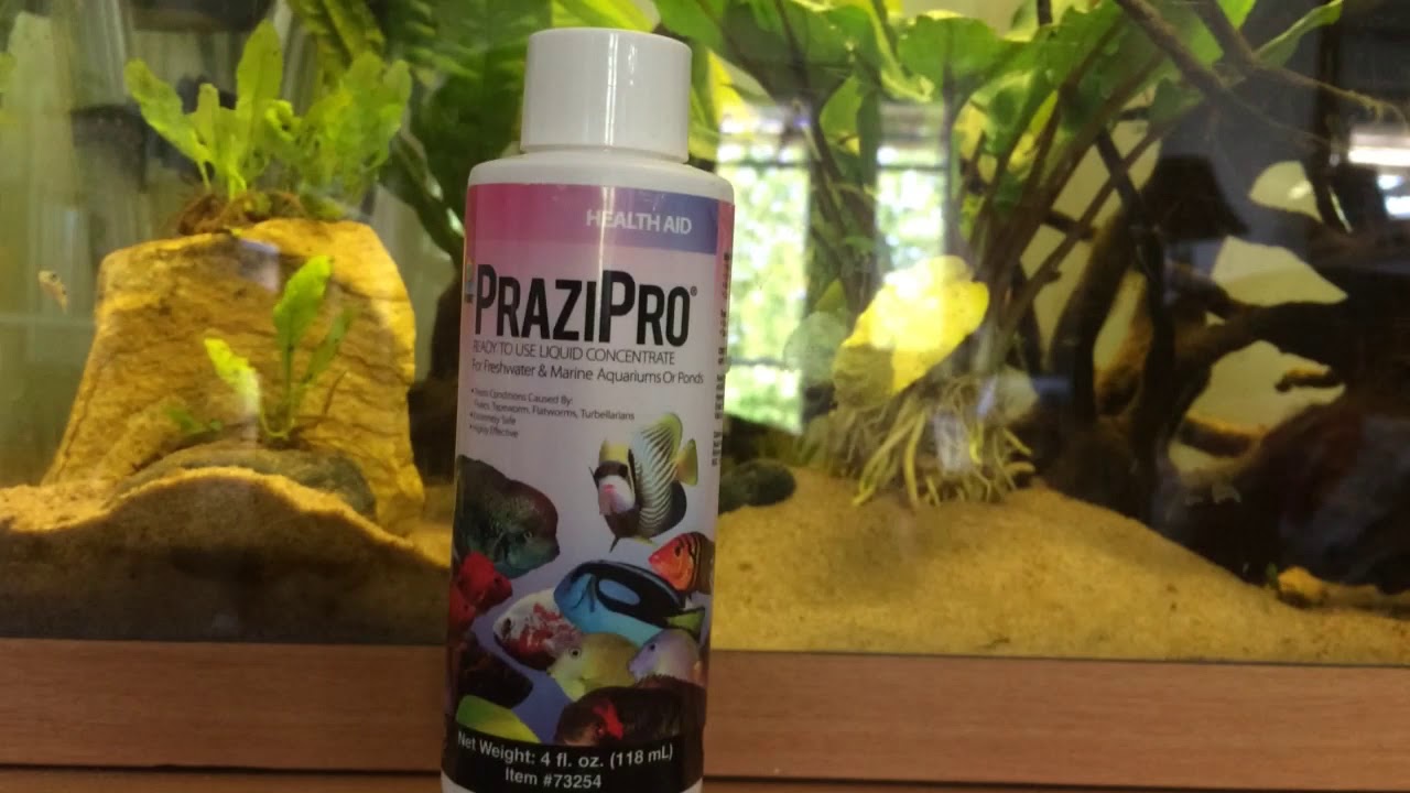 How Long For Prazipro To Work
