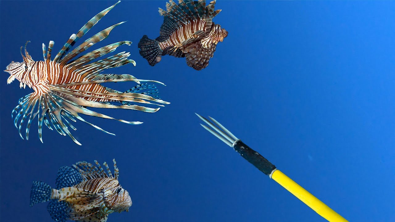 How To Spear Lionfish