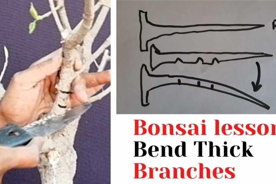 How To Bend A Tree Branch