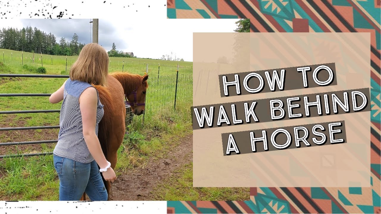 How To Walk Behind A Horse