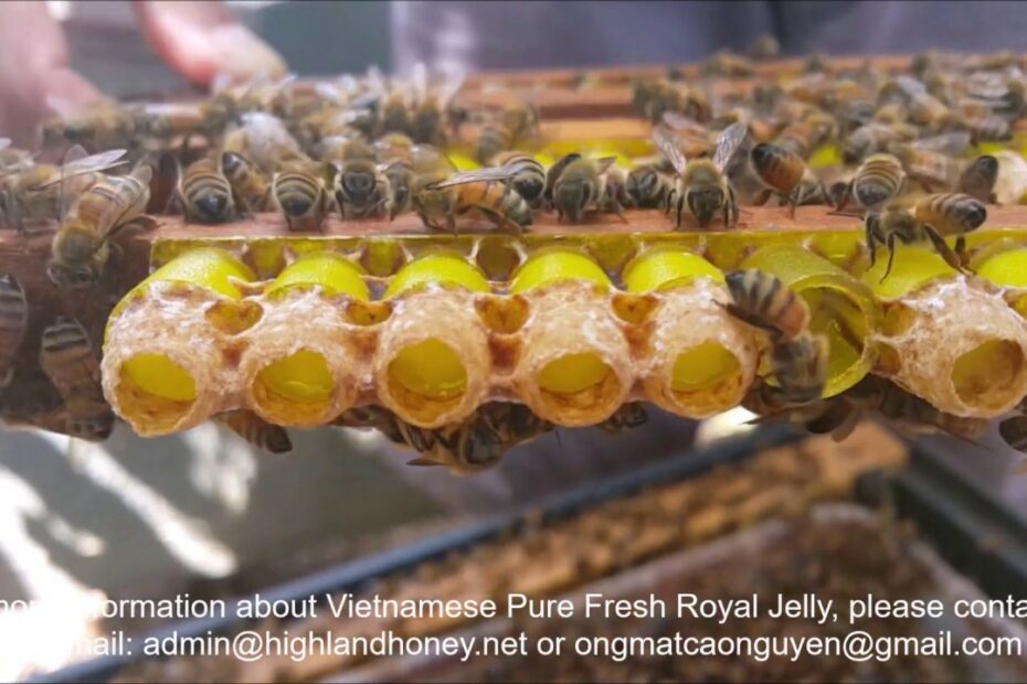 How To Store Fresh Royal Jelly
