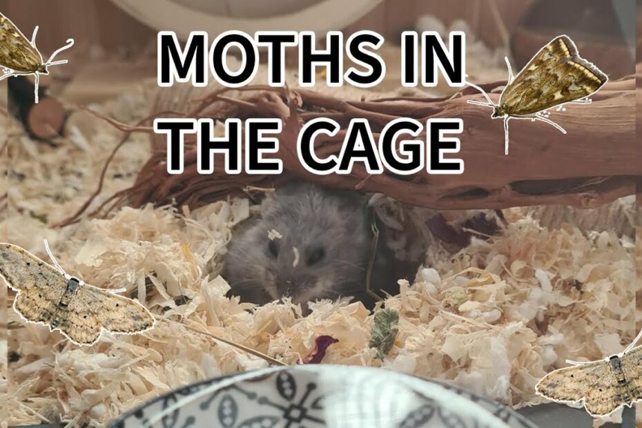 How To Get Rid Of Moths In Bird Cage