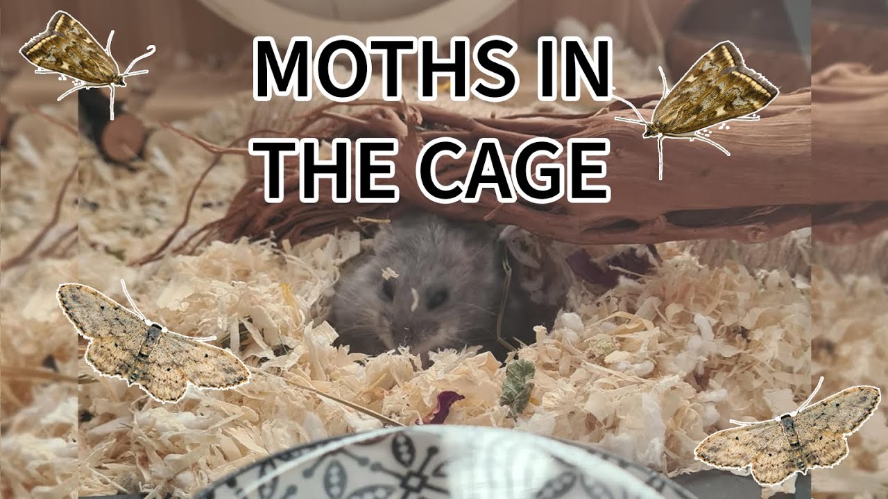 How To Get Rid Of Moths In Bird Cage