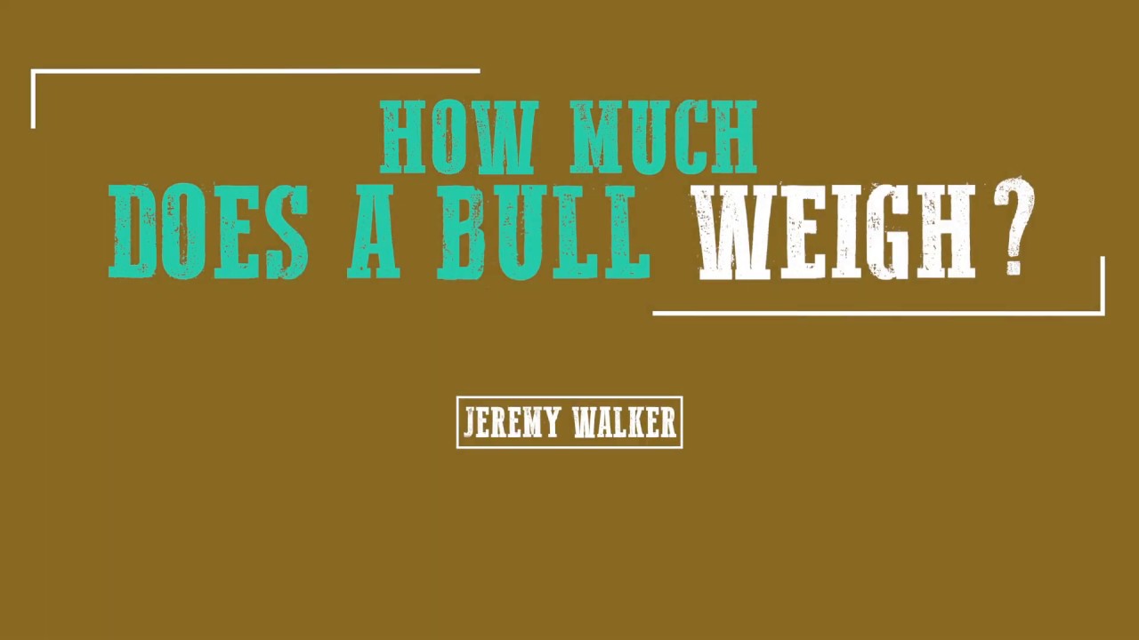 How Much Does The Average Bull Weigh