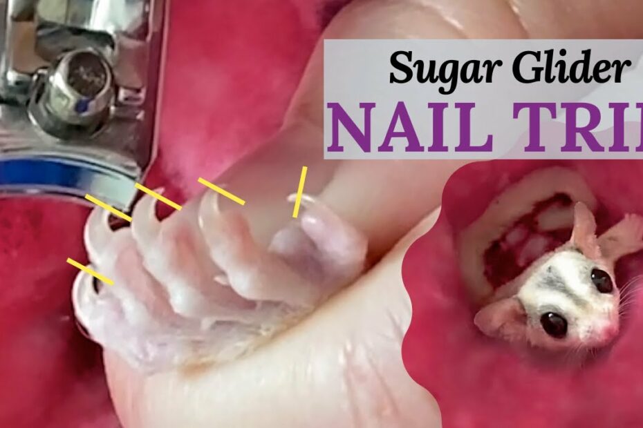How To Trim A Sugar Gliders Nails