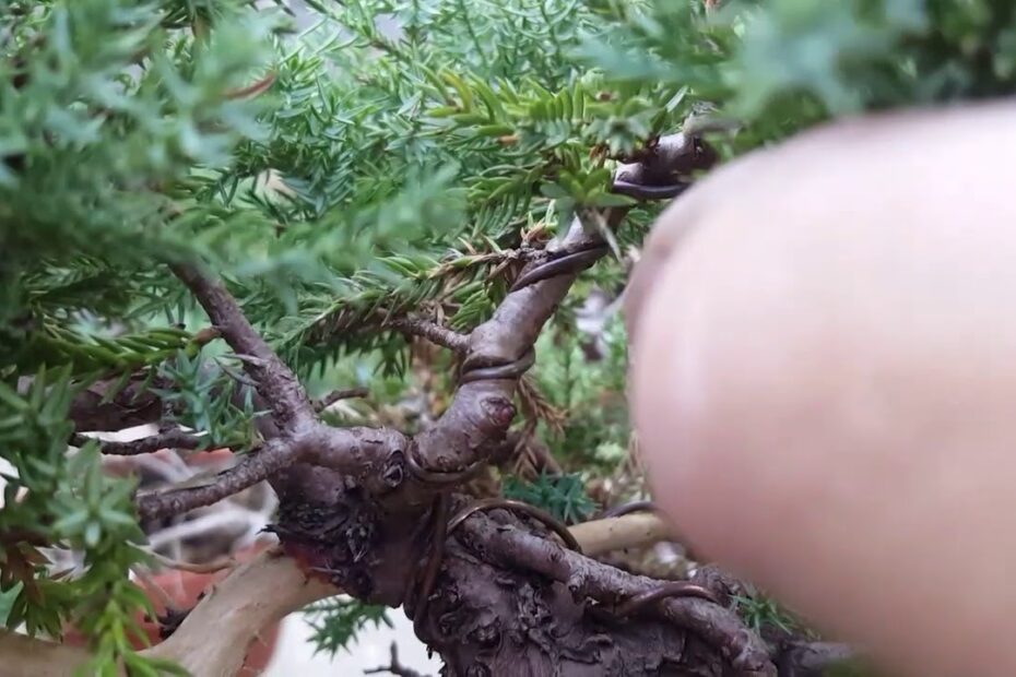 How Long Do You Leave Wire On A Bonsai Tree