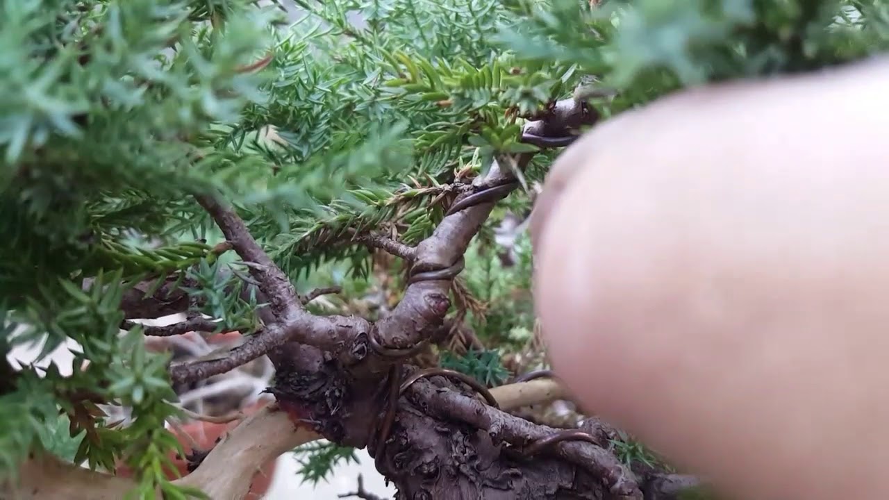 How Long Do You Leave Wire On A Bonsai Tree