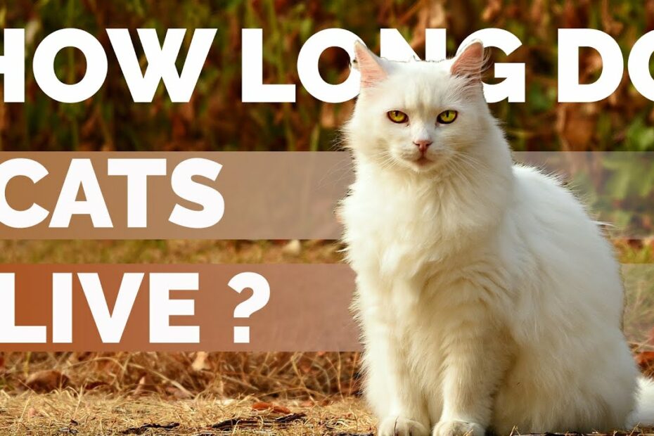 How Long Do Teacup Kittens Live