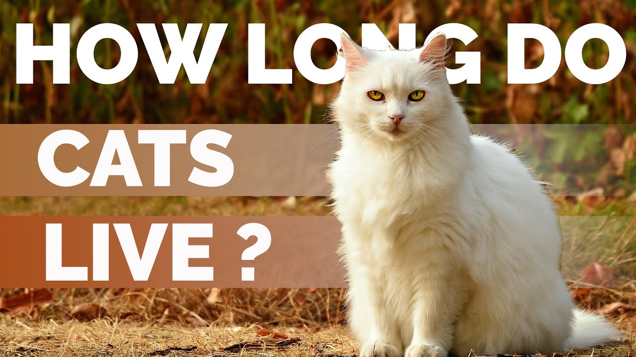 How Long Do Teacup Kittens Live