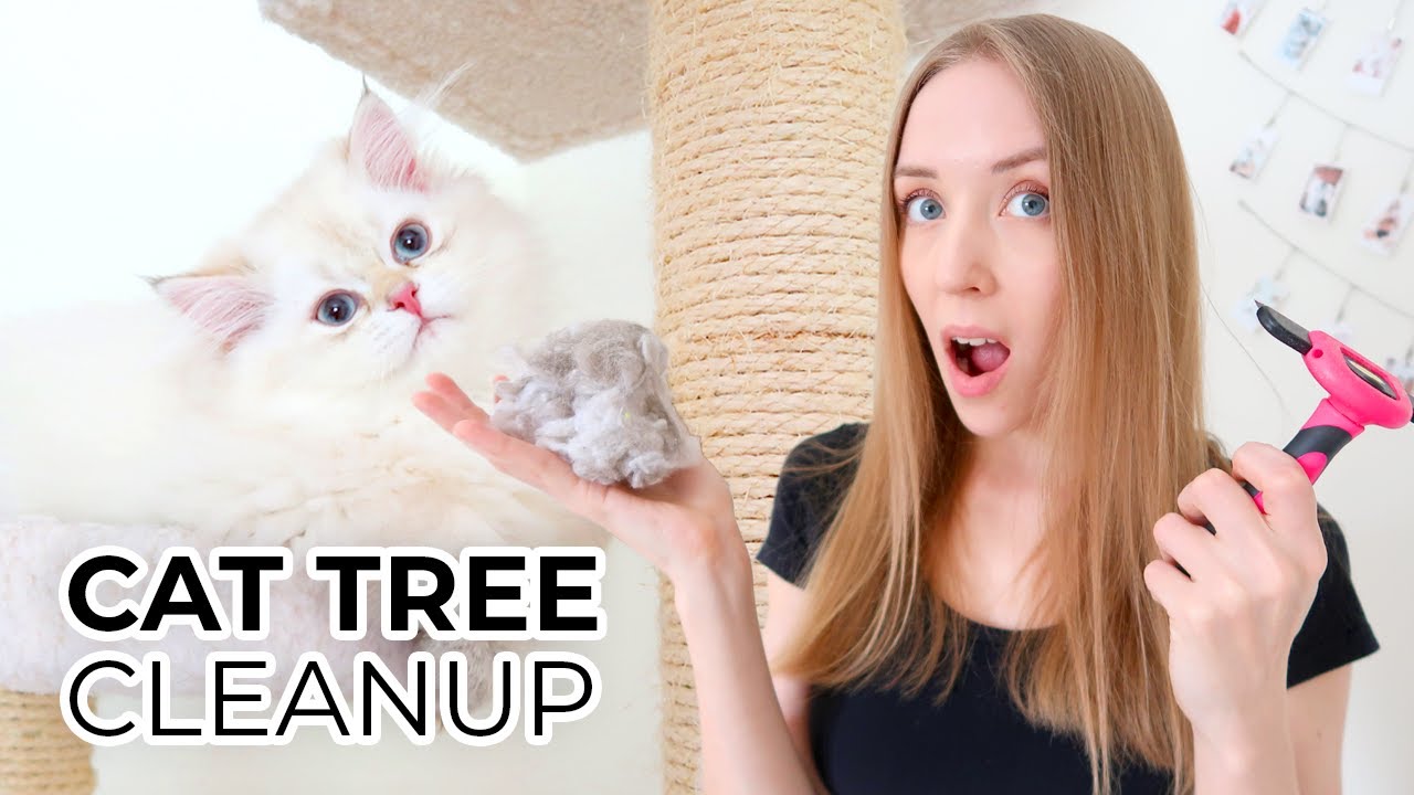 How To Deep Clean A Cat Tree
