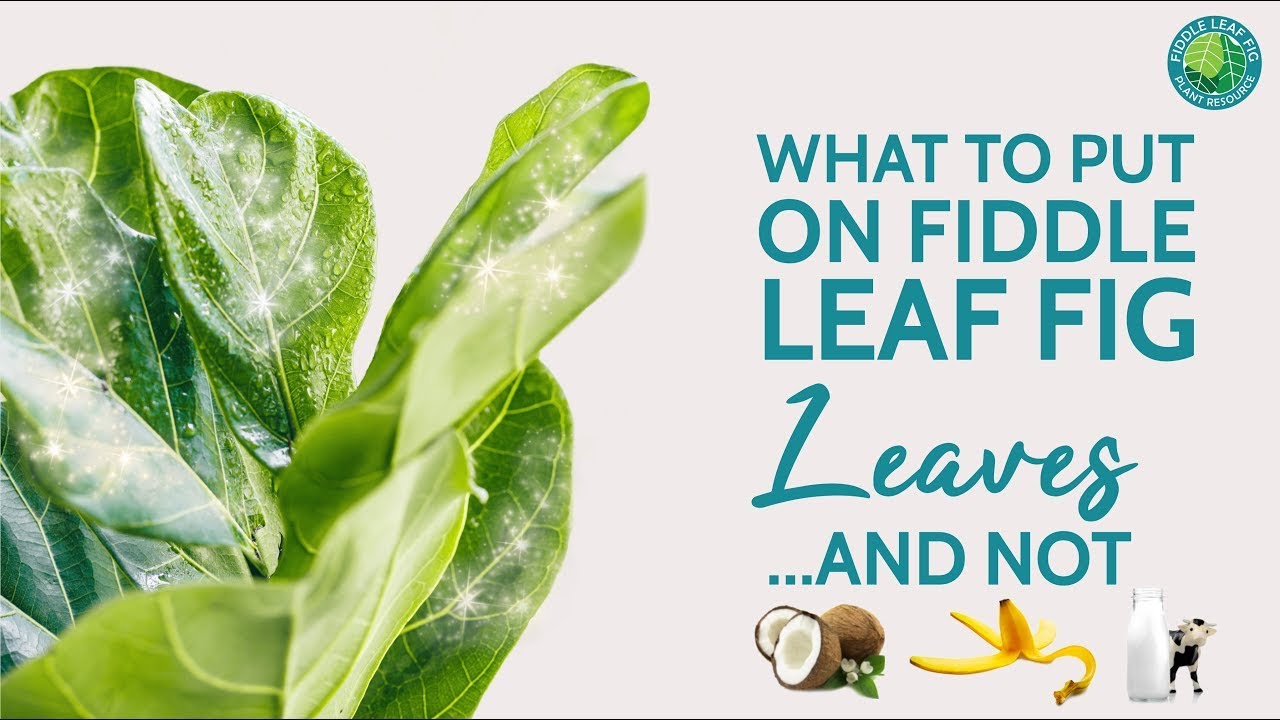 How To Shine Fiddle Leaf Fig Leaves