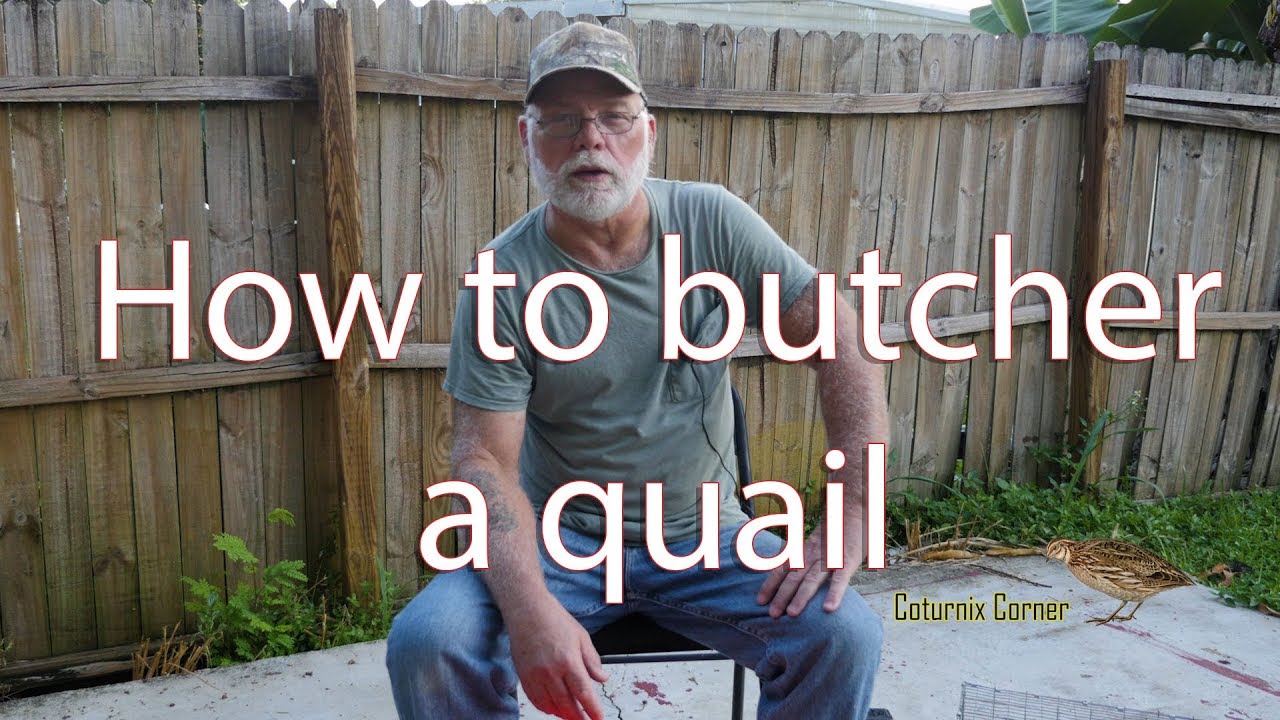 How To Kill Quail