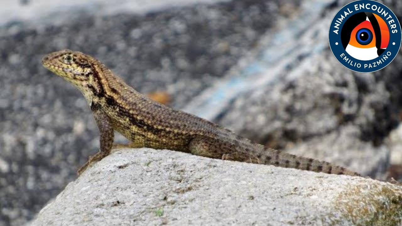How To Get Rid Of Curly Tail Lizards