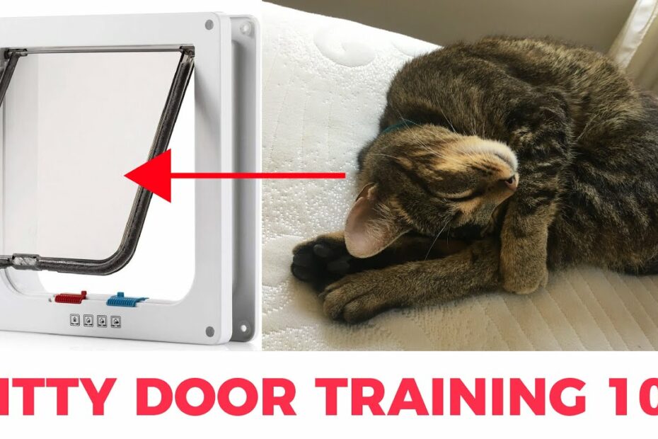How To Train A Cat To Use A Cat Door