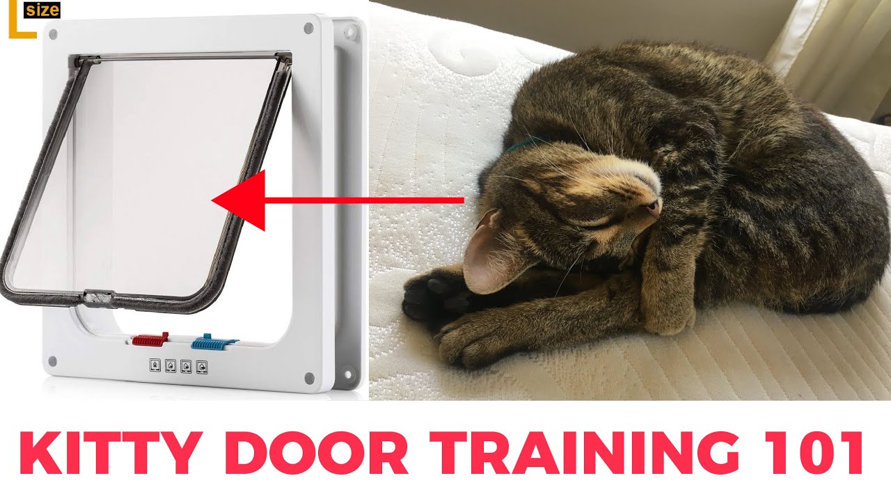 How To Train A Cat To Use A Cat Door