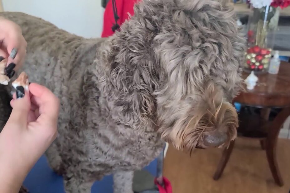 How To Clean Labradoodle Ears