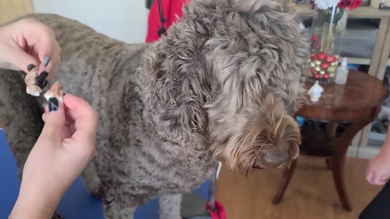 How To Clean Labradoodle Ears