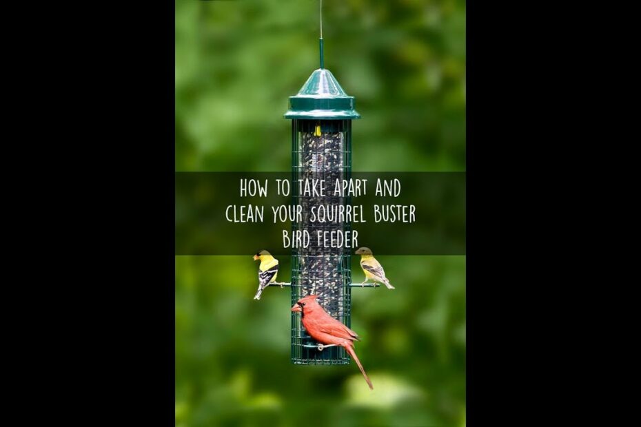 How To Clean Squirrel Buster Standard Bird Feeder