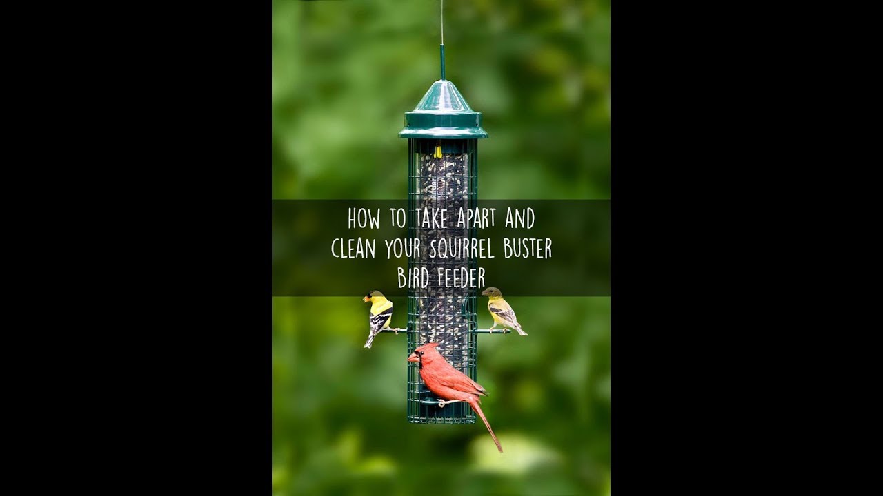 How To Clean Squirrel Buster Standard Bird Feeder