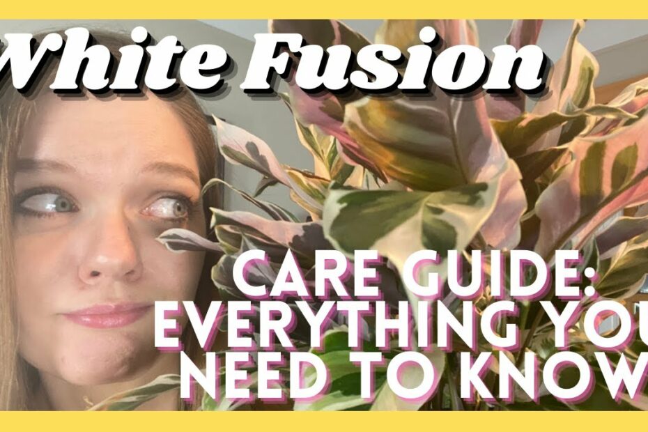 How To Care For A Calathea White Fusion