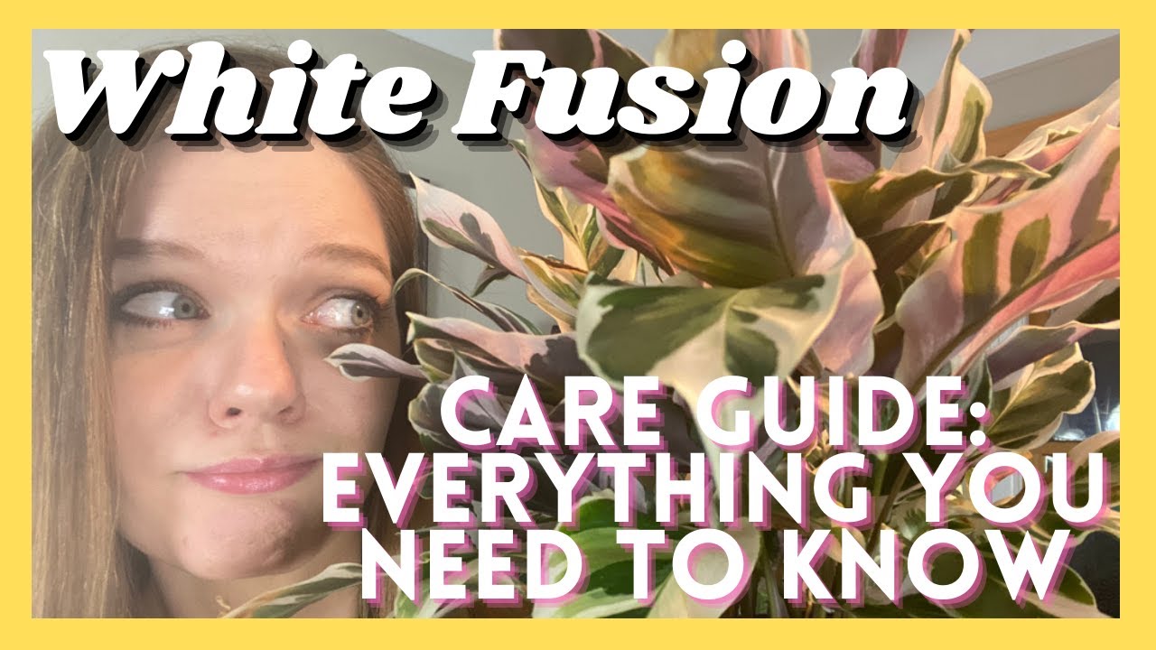 How To Care For A Calathea White Fusion
