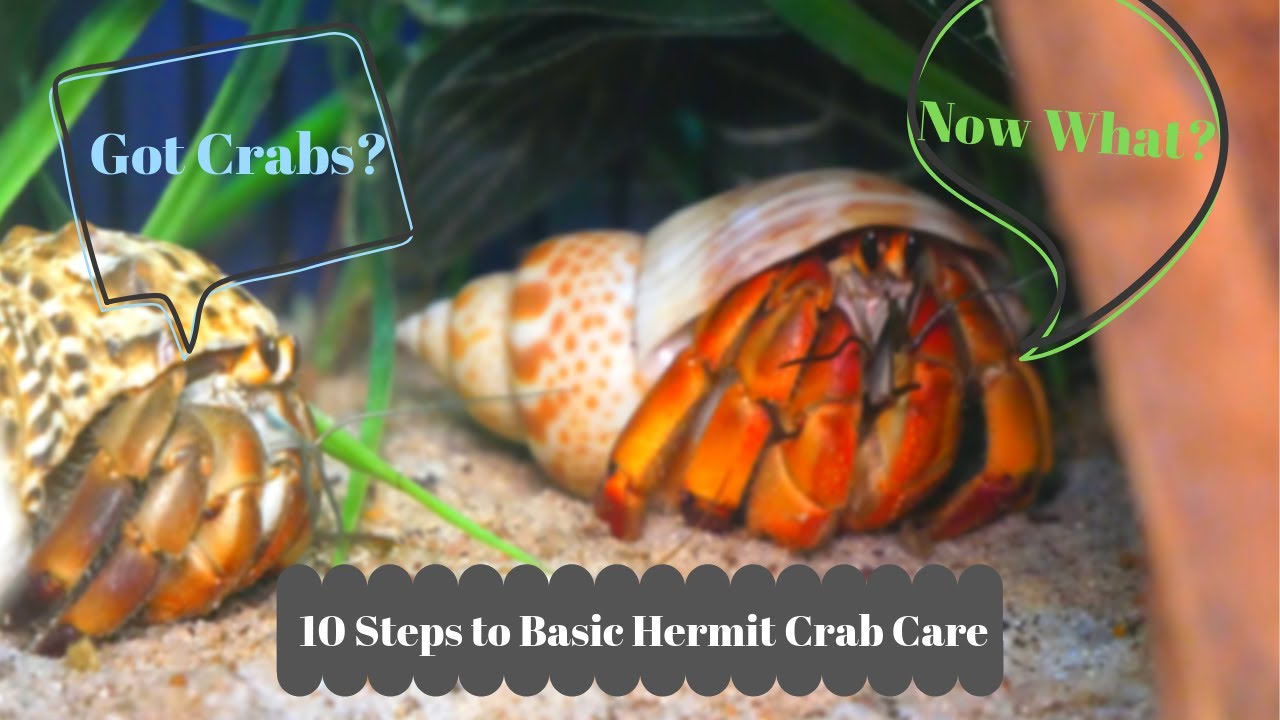 How To Destress A Hermit Crab