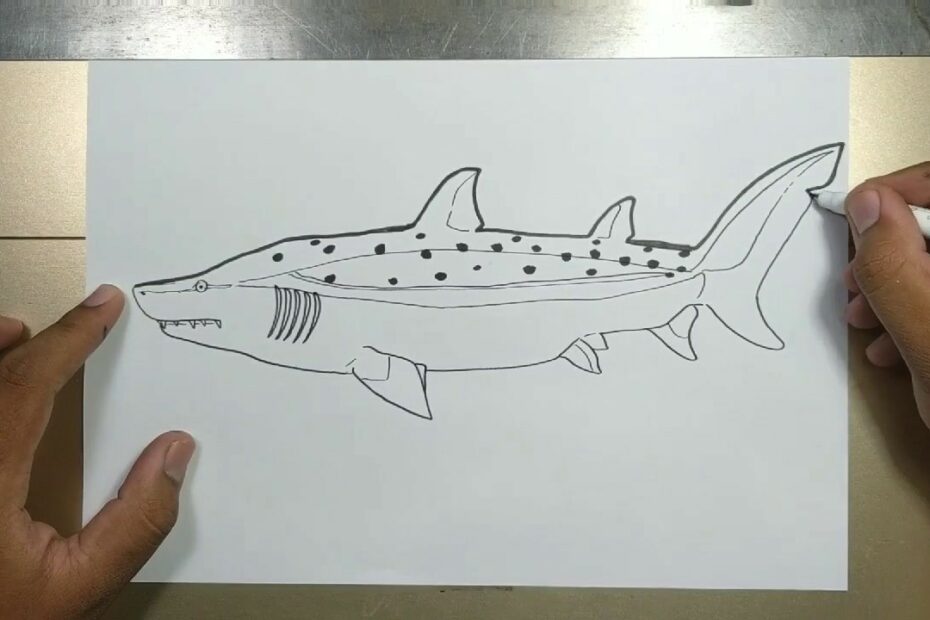 How To Draw A Sand Tiger Shark