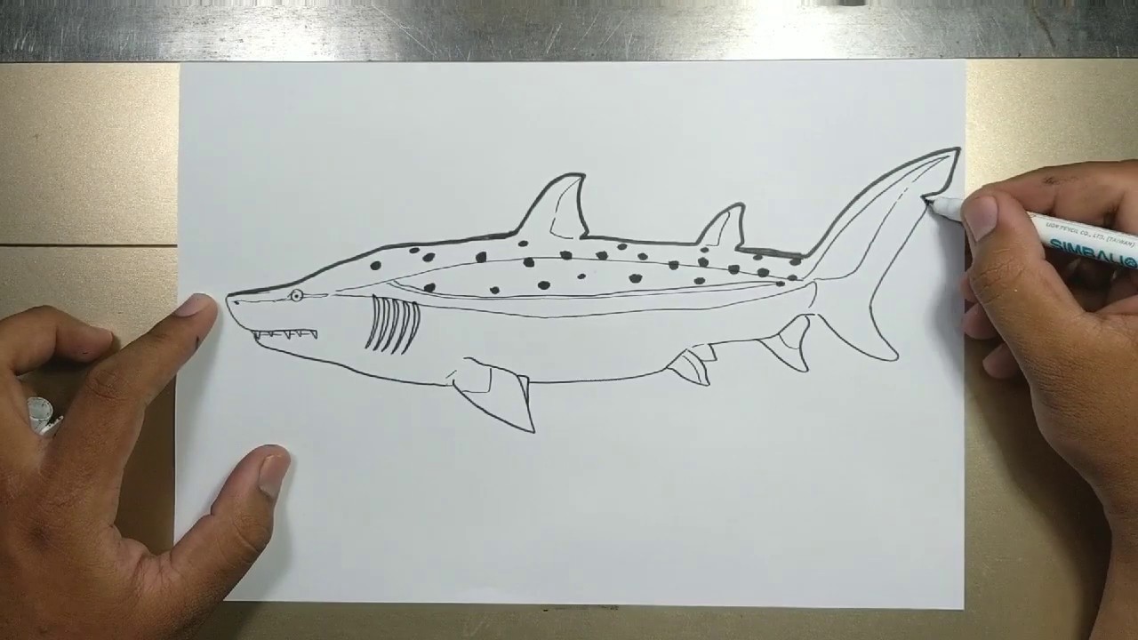 How To Draw A Sand Tiger Shark