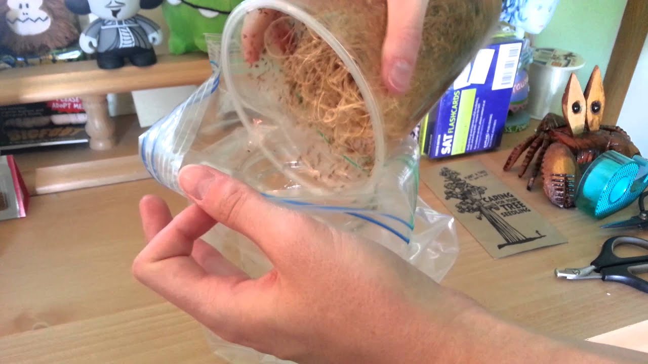 How To Feed Fruit Flies To Chameleon