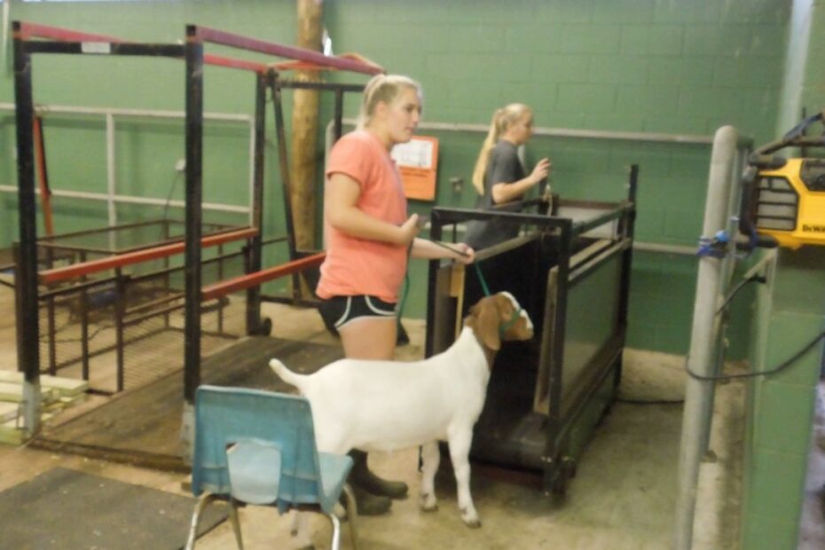 Treadmill For Show Goats? New