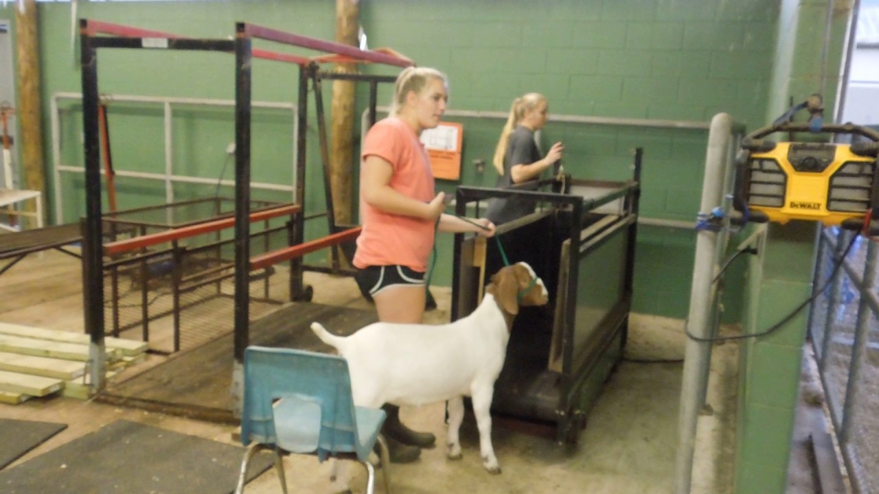 Treadmill For Show Goats