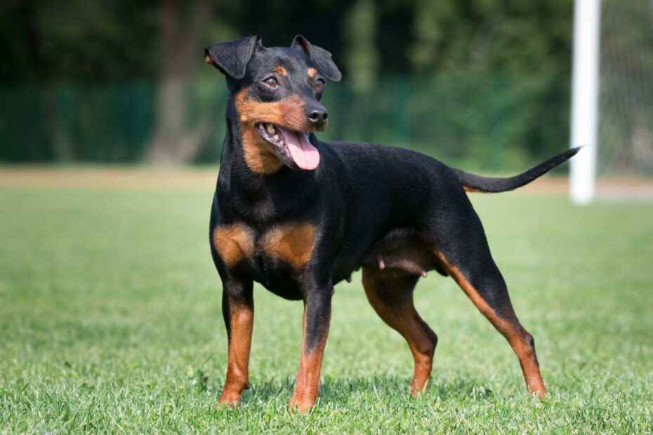 Những Điều Cần Biết Về Doberman Và Min Pin Trong Nuôi Dưỡng