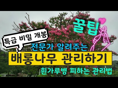 배롱 나무 개화 시기 알아보기: 전문가들의 조언과 유용한 팁