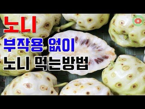 부작용 없이 노니 먹는 방법 – 건강한 라이프스타일을 위한 완벽한 가이드