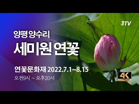 세미원 연꽃 피는 시기: 가장 아름다운 여름 풍경을 만나보세요!