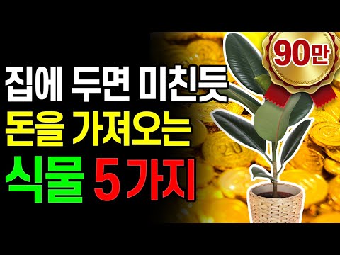 대부분의 실내 나무는 일주일에 한 번 물을 주고, 적당한 햇빛을 받게 해야 합니다. 또한, 화분의 흙이 마를 때쯤 물을 주는 것이 좋습니다.