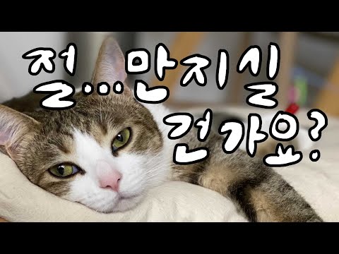 고양이 가 좋아하는 행동: 최상의 행복을 위한 비밀 요소들