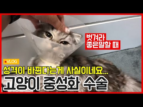 암컷 고양이 중성화 수술 후 성격 변화: 전문가 조언 및 팁