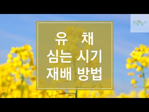 메타 타이틀:
유채 꽃 개화 시기 – 제주도의 아름다운 봄 풍경을 만나보세요!